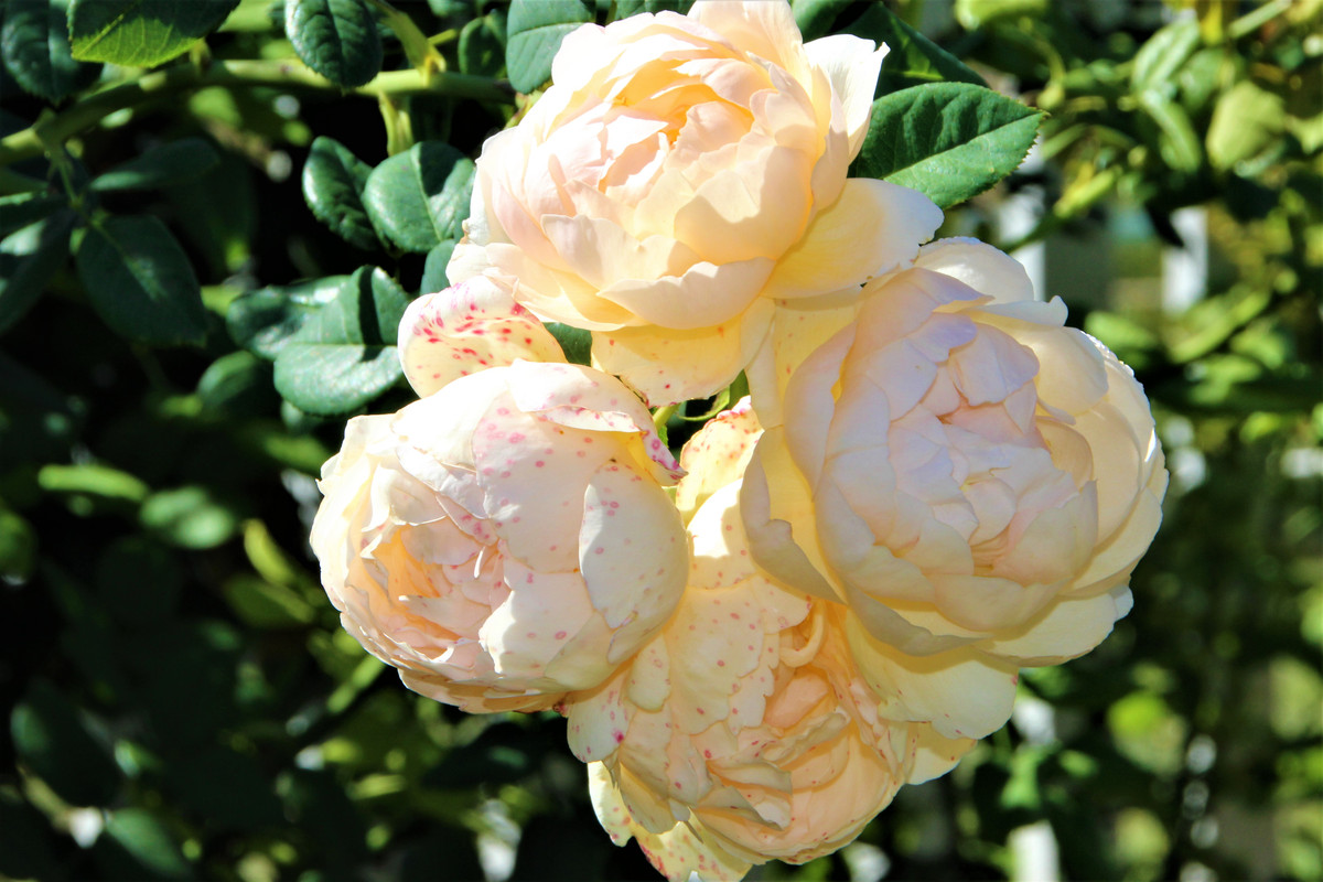 IMG 4195 — Postimages