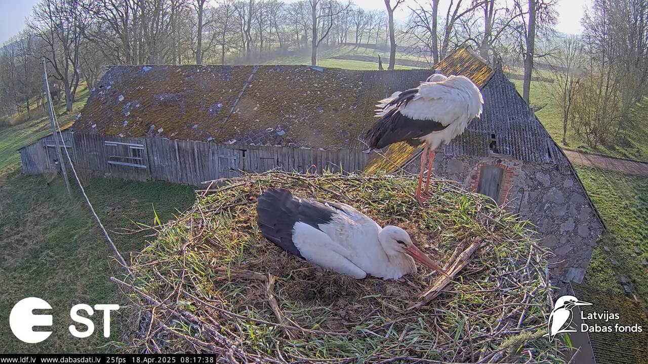 (20) Baltie stārķi (Ciconia ciconia) Tukuma novadā __ White storks in Tukums, Latvia - YouTube - 762