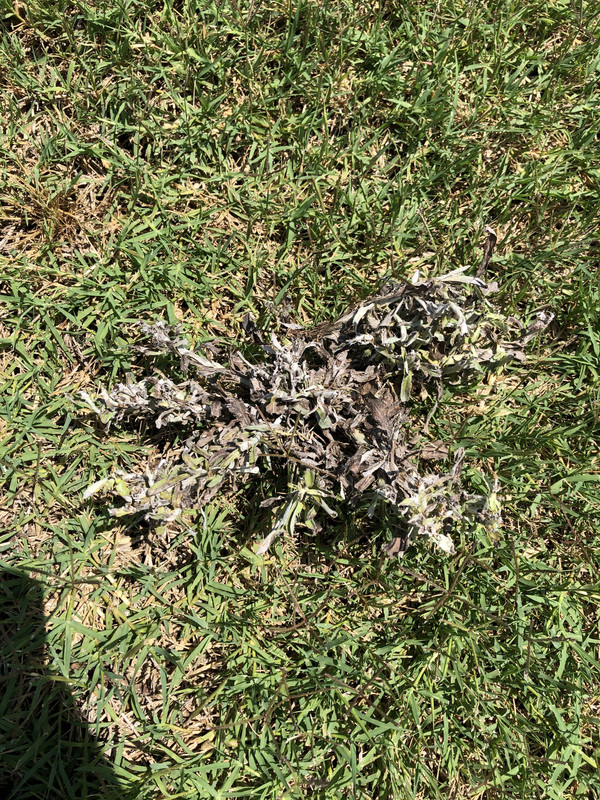 FF239C25-4F8D-4907-BC93-53EA82FE03F2