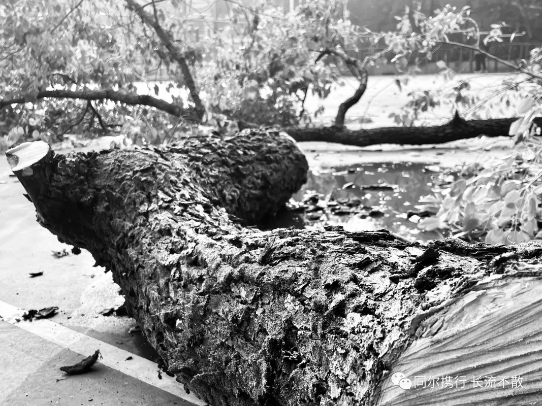 可能由于网络问题没显示出来