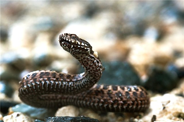 кавказская гадюка