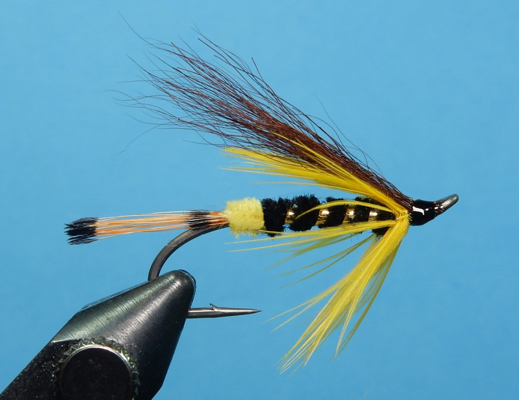 Ward-s-Wasp-1080.jpg