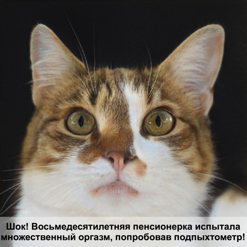 самая милая кошка в мире