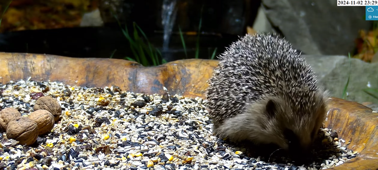 Jeż po 23.00  2 listopada