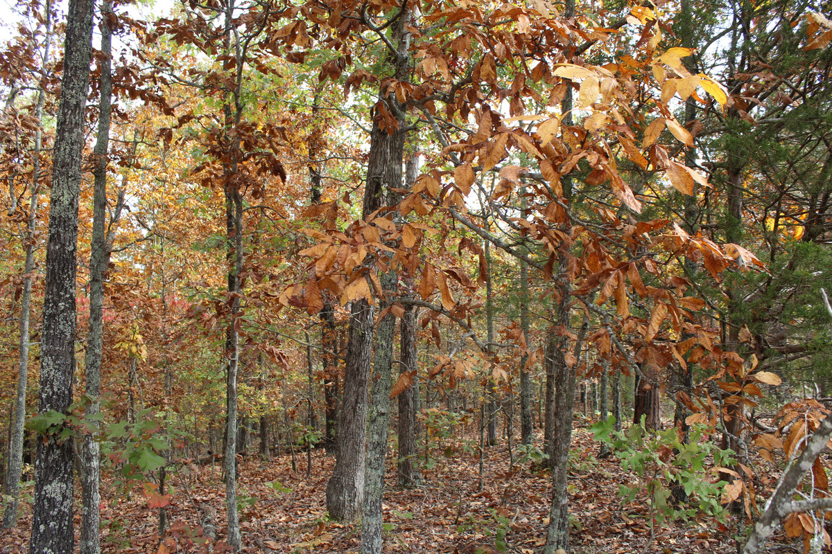 🌟 Hill Top Bliss in Izard County AR: .73 Acres near Premier Attractions Await! 🌟