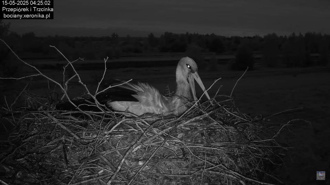 15052025bociany3