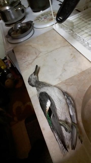 IMG-4e8d00bbeb43e113c545b3f6f485f582-V