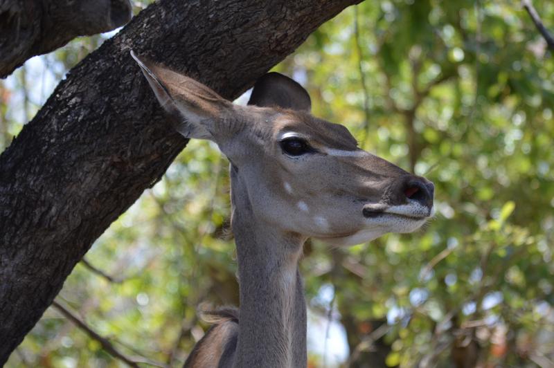 DÍA 9:  KRUGER (Berg-en-Dal – Lower Sabie) - Sudáfrica y Seychelles 2018 -  Una Honeymoon llena de vida (9)