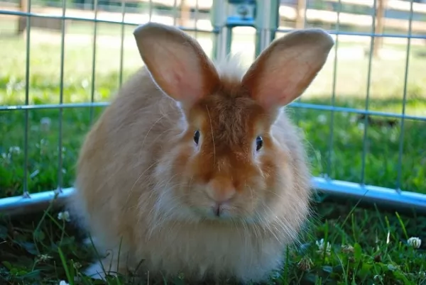 [صورة: angora-rabbit-breed-12421-1-1619984496.webp]