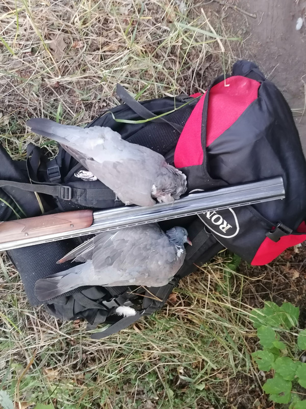 IMG_20250817_190334[1]