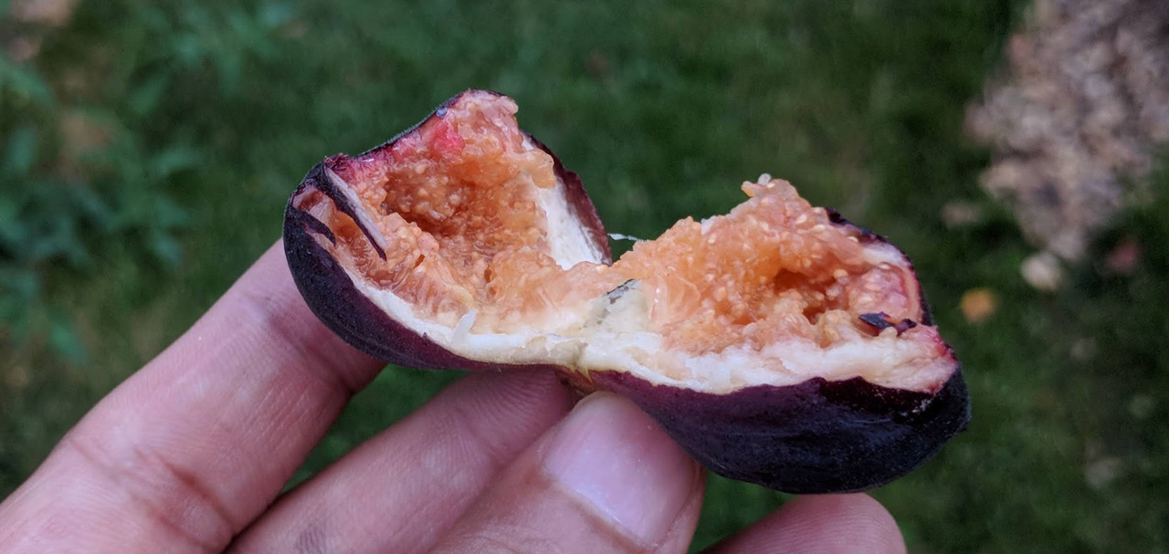 Socorro Black 09-10-2019 B