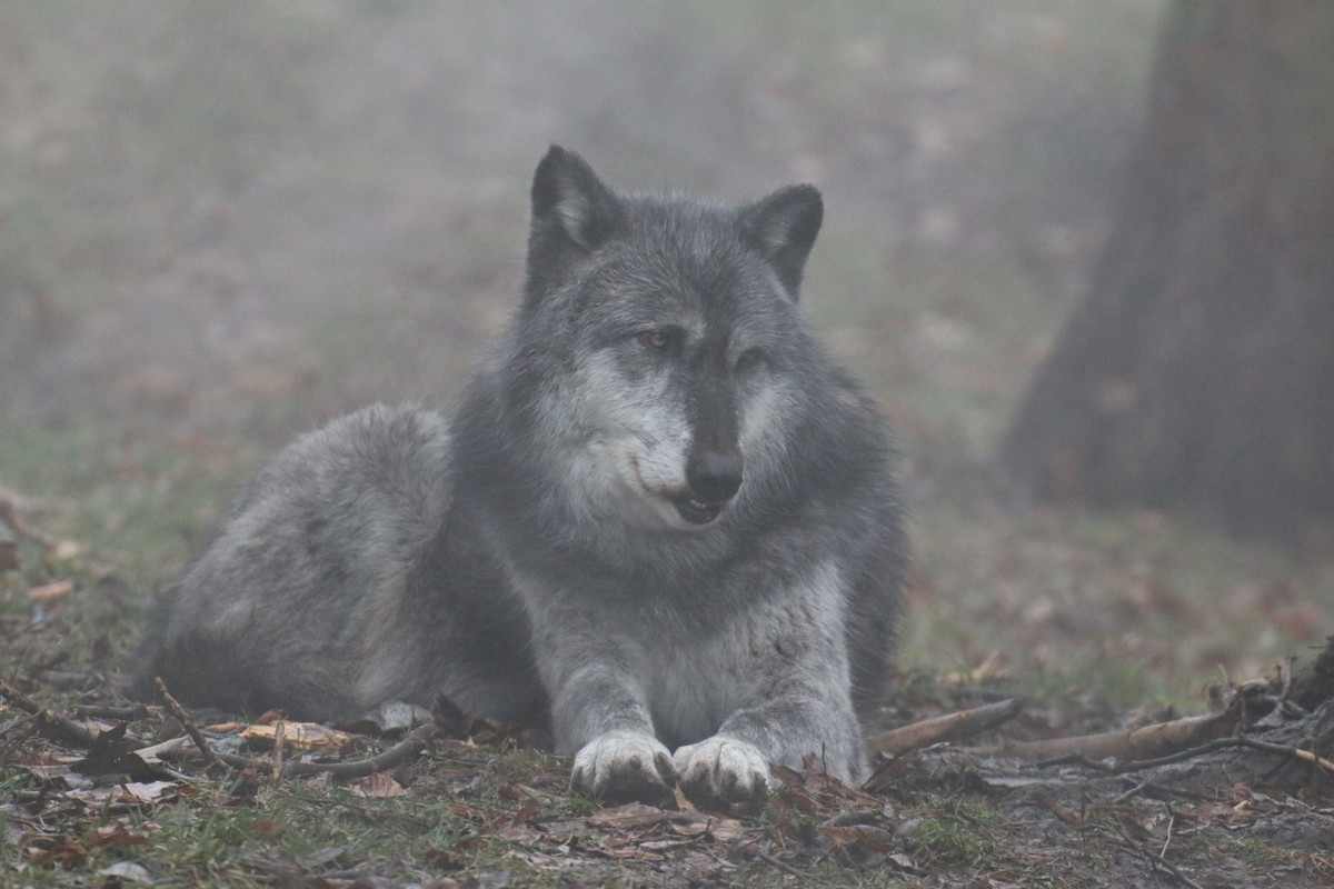 gray-wolf-stock-34-wolf-in-fog-by-hotnstock-d8k0woj.jpg