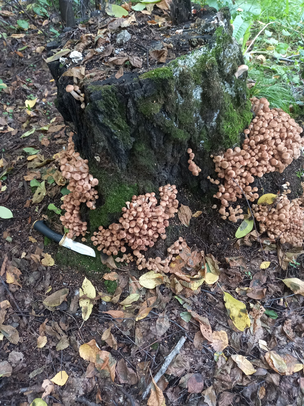 20250820_104517 — копия