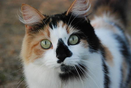 Борьба с наружными паразитами у кошек капли на холку