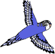 bluebudgie1.png