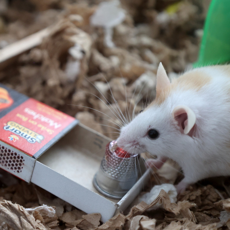 cornflower the mouse licks cherry jelly off a thimble in a matchbox