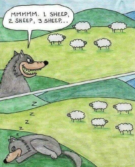 Sheep.jpg