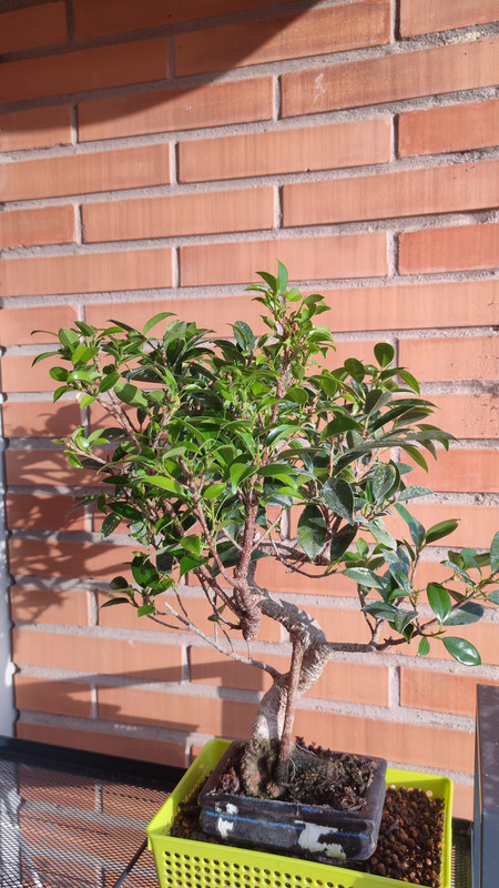 Ficus