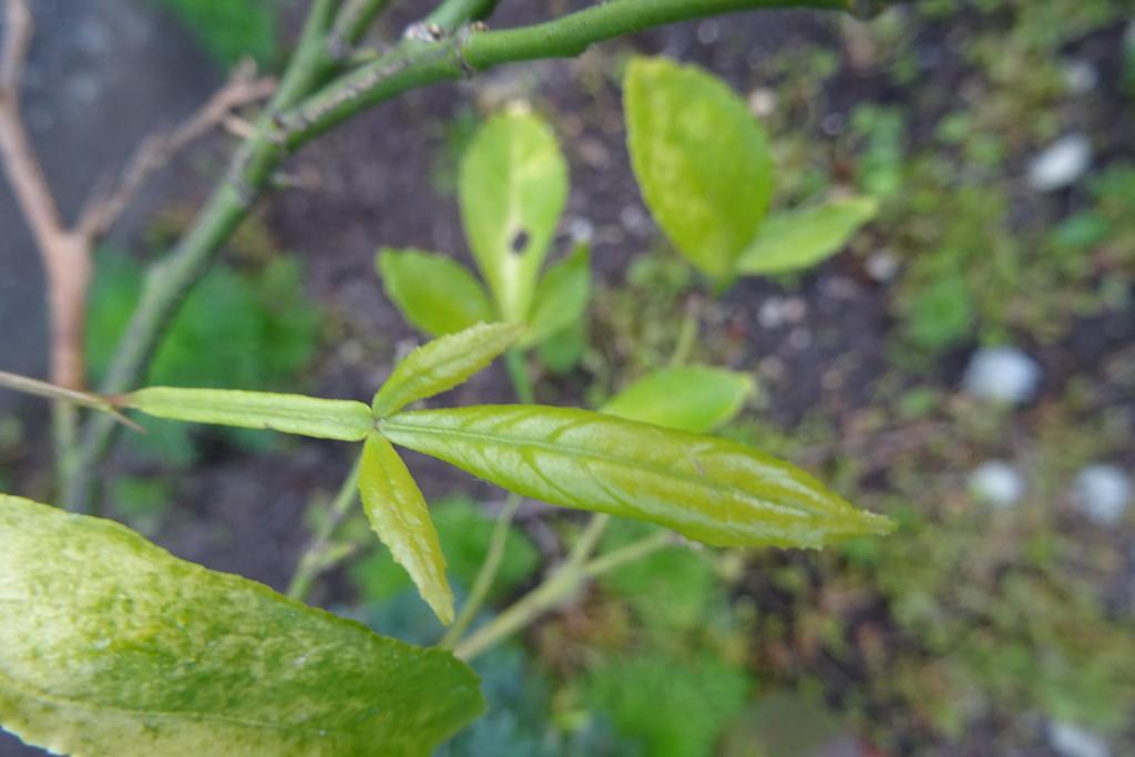 DSC05786