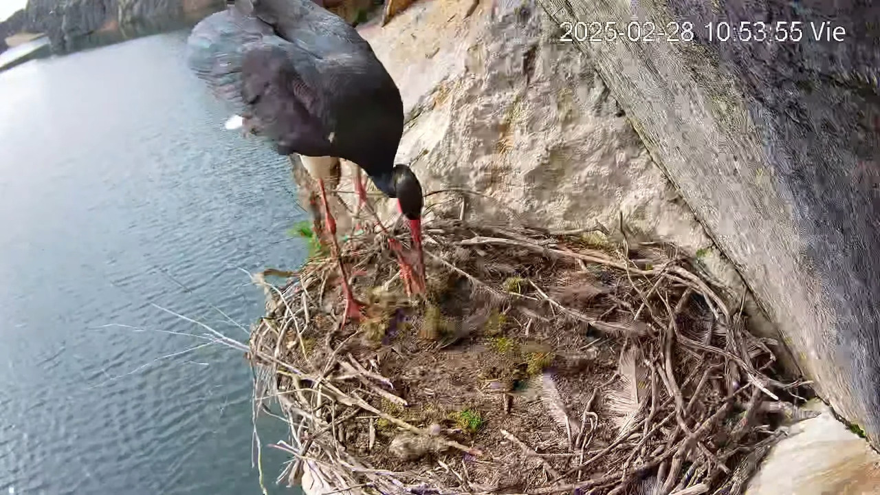 Cigüeña Negra en Tajo Internacional 12-49-19 screenshot
