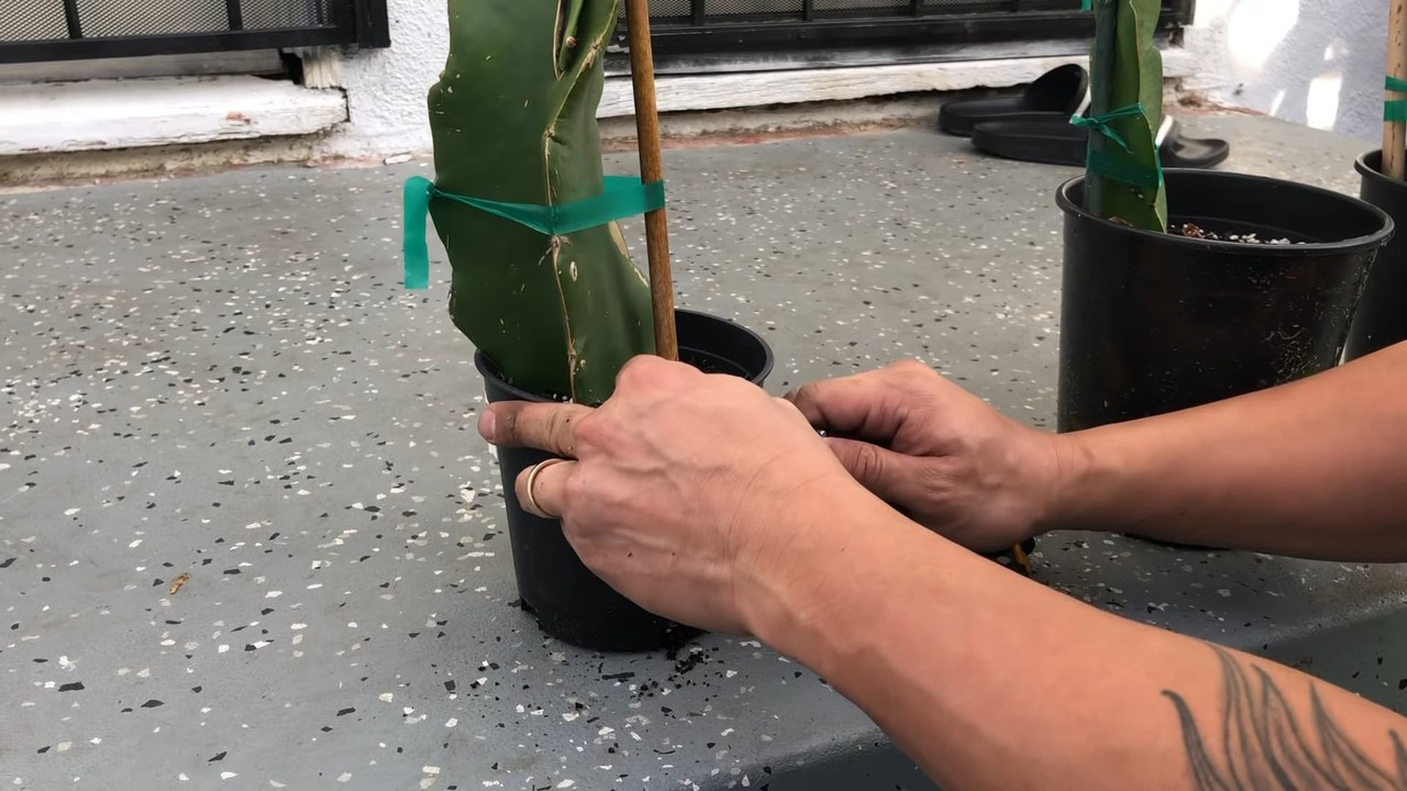 dragon-fruit-with-supporting-bamboo-stick.jpg