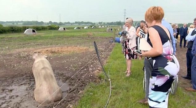 Невеста была в бешенстве, узнав, что жених организовал свадьбу на свиноферме