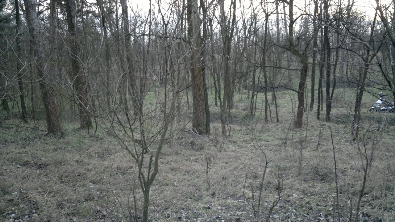 2016-01-14-A Kálvária erdőben lévő bombatölcsérek,vagy inkább ro