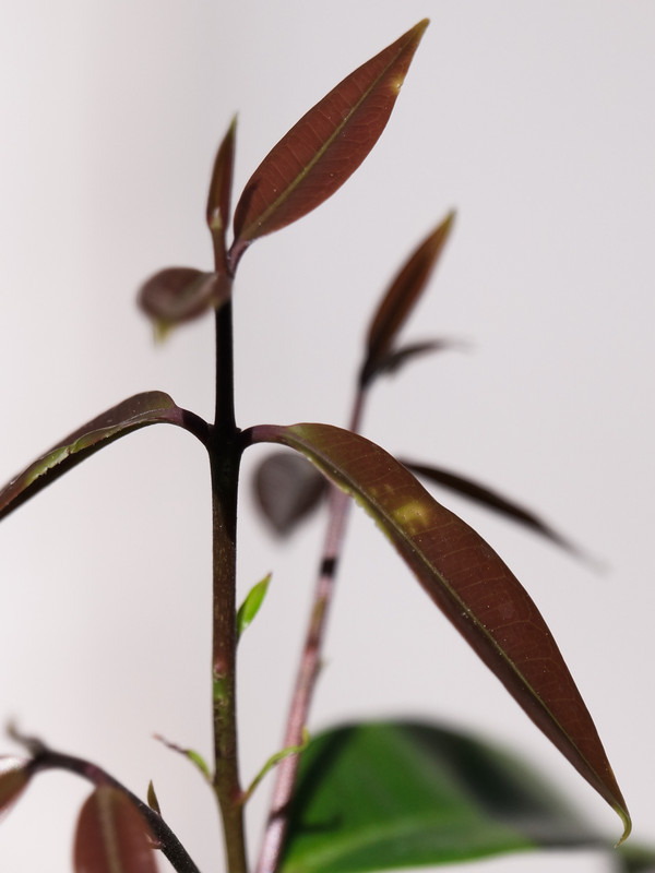 B0000347HEIC1775929138