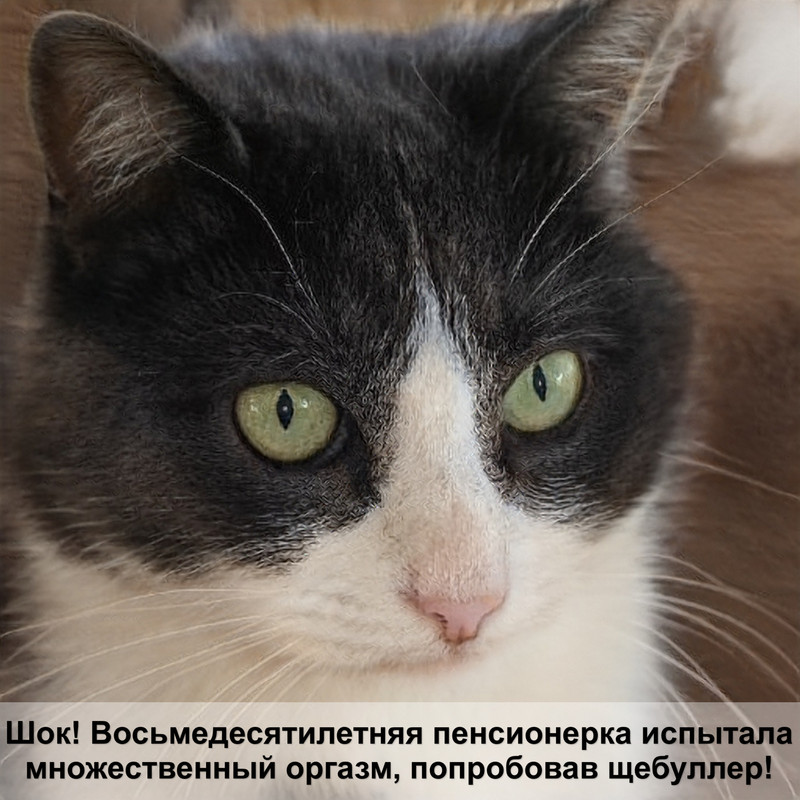 сомалийская кошка дикого окраса