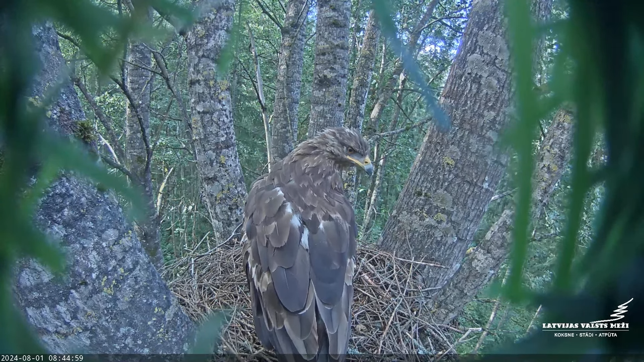 LVM Mazais ērglis Aizkuja, apse 2 - Lesser Spotted Eagle 12-0-32 screenshot