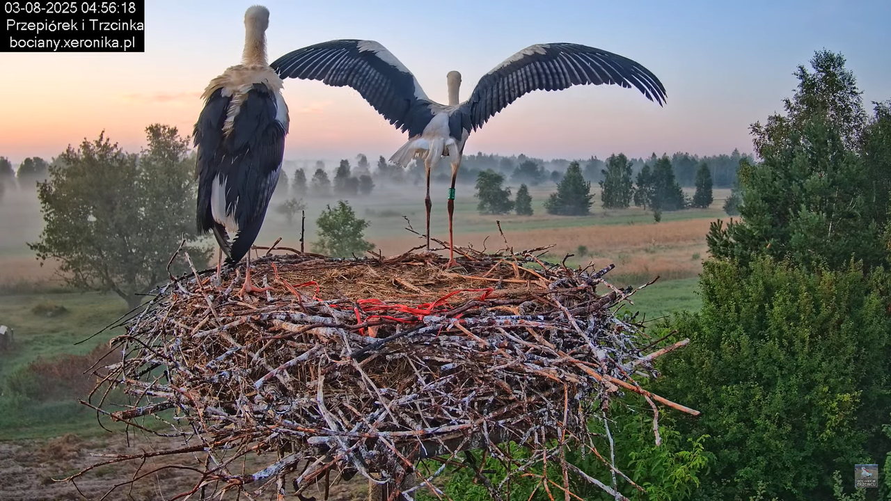 03082025bociany10
