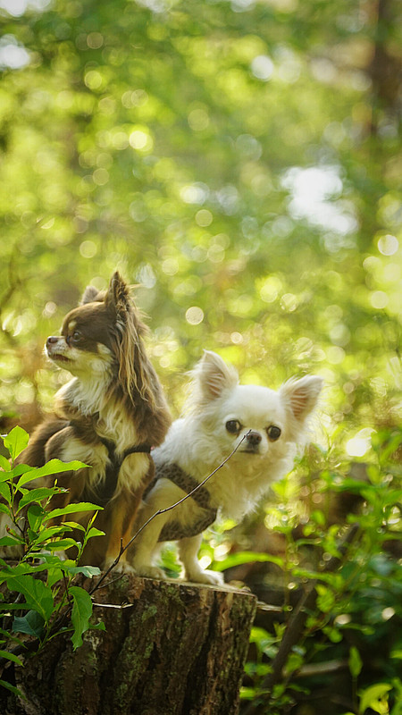 Lumii_20210610_103646100