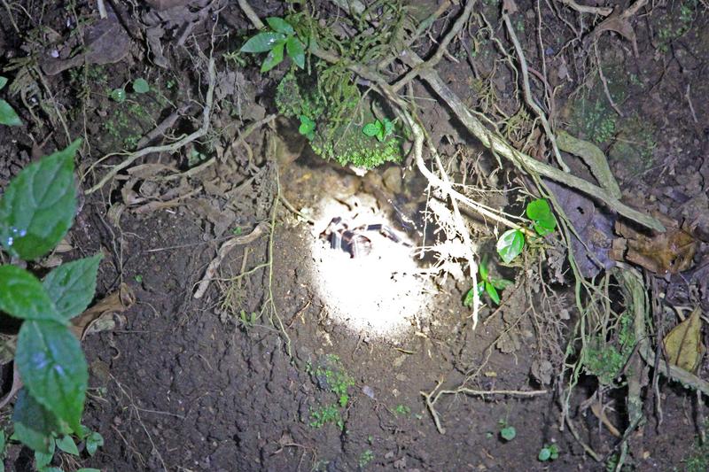 DE TORTUGAS Y PEREZOSOS. COSTA RICA 2019 - Blogs de Costa Rica - DIA 11: TIROLINAS EN MONTEVERDE Y TOUR NOCTURNO POR LA SELVA (55)