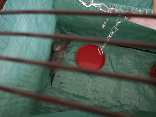 [Image: IMG-20200926-101528-resized-20200926-101625738.jpg]