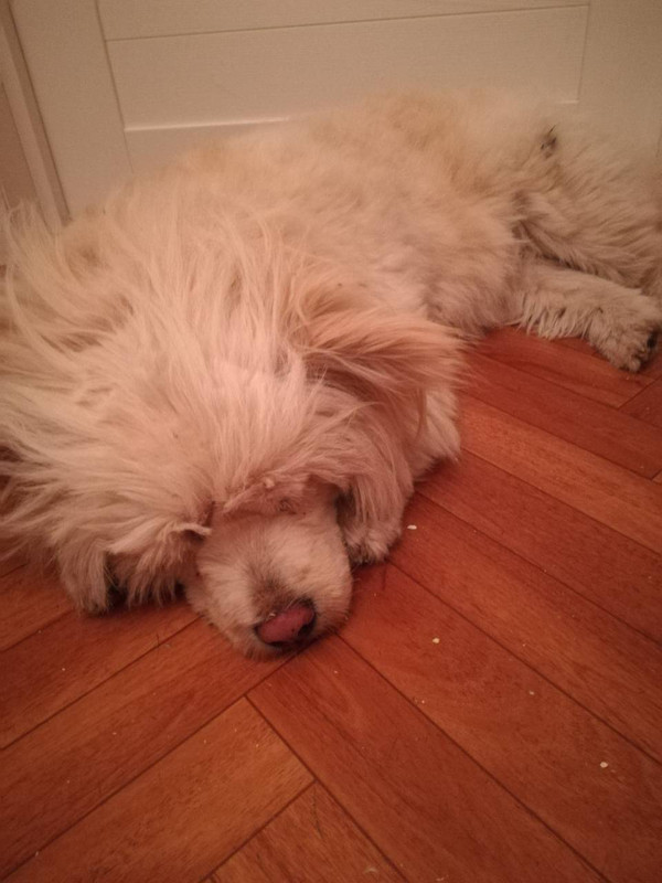 соба с раненой лапой6