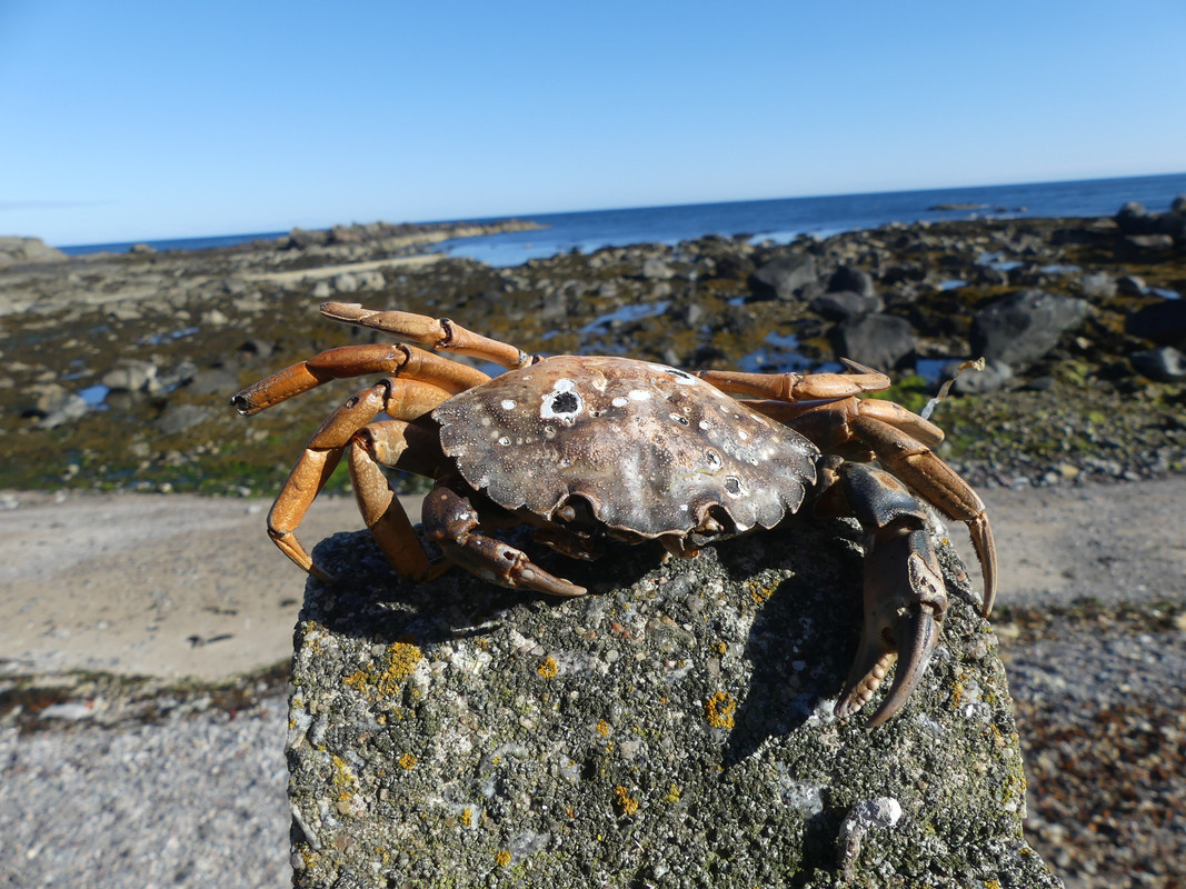 PETE'S CRAB 1 210724