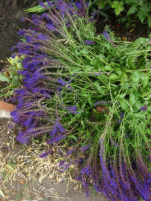 P1100583-1... (1024)