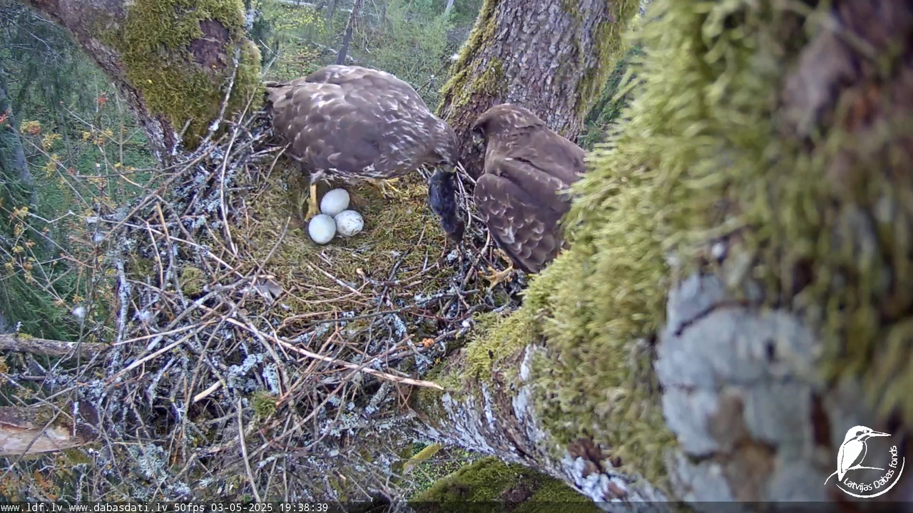 Melnās klijas (Milvus migrans) Kurzemē_ peļu klijāni (Buteo buteo) 14-18-59 screenshot
