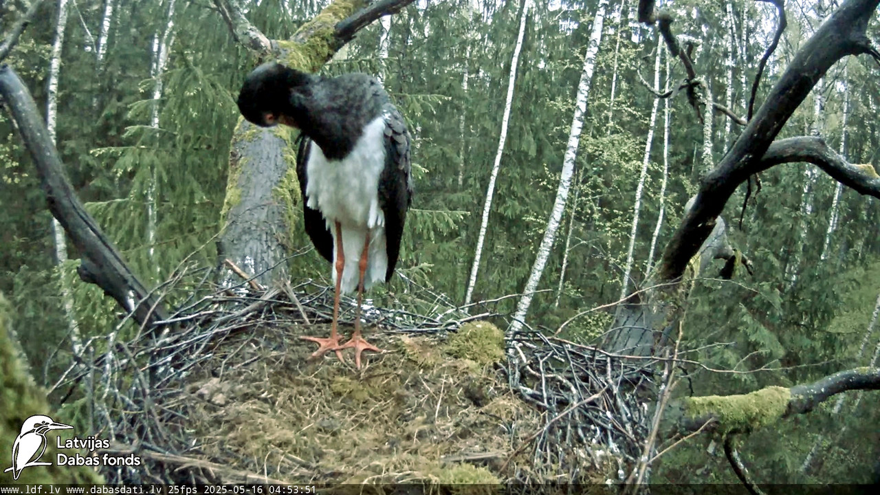 vlcsnap-2025-05-16-06h46m14s851