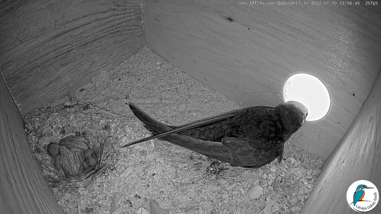 Svīre (Apus apus) Cēsu pils - LDF tiešraide _ Būris 6-56-0 screenshot