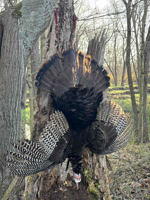 2025 Michigan Gobbler