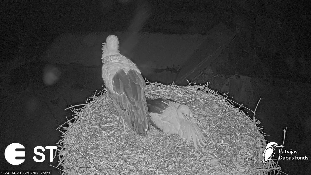 Baltie stārķi (Ciconia ciconia) Tukuma novadā - LDF tiešraide __ White storks in Tukums, Latvia 14-1