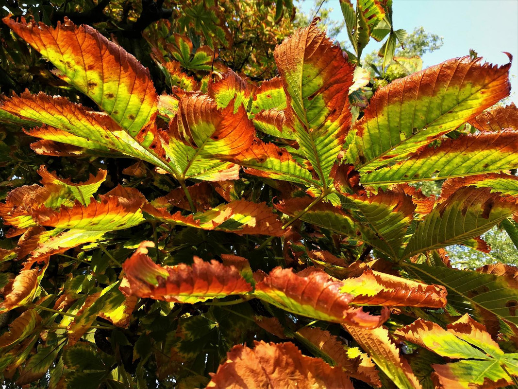 IMG_20190910_071456 (3)