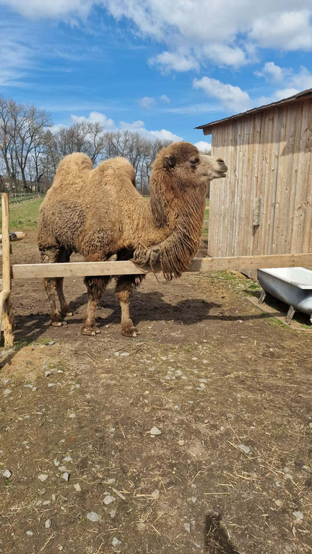 Talman na farmě