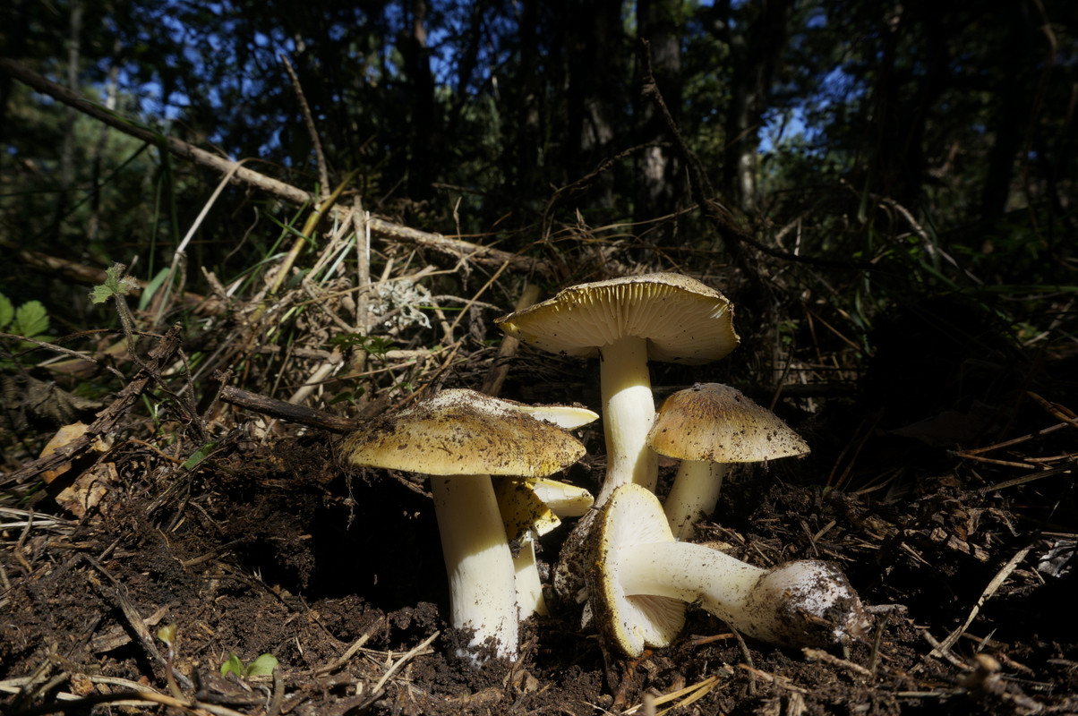 _DSC8098 рядовка серая