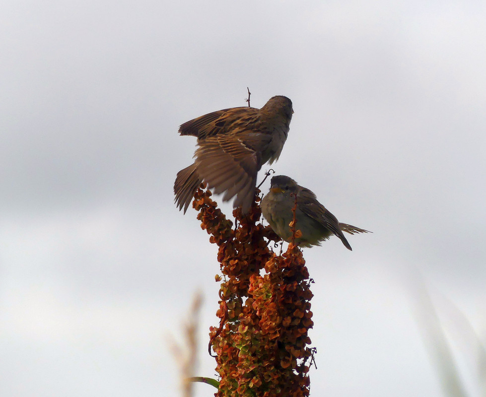 SPARROW 12 220724