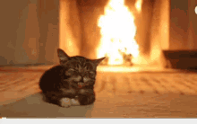 lil-bub-cat.gif