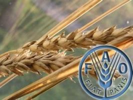 FAO повысил прогноз мирового производства зерновых в 2018/19 МГ до 2,66 млрд т