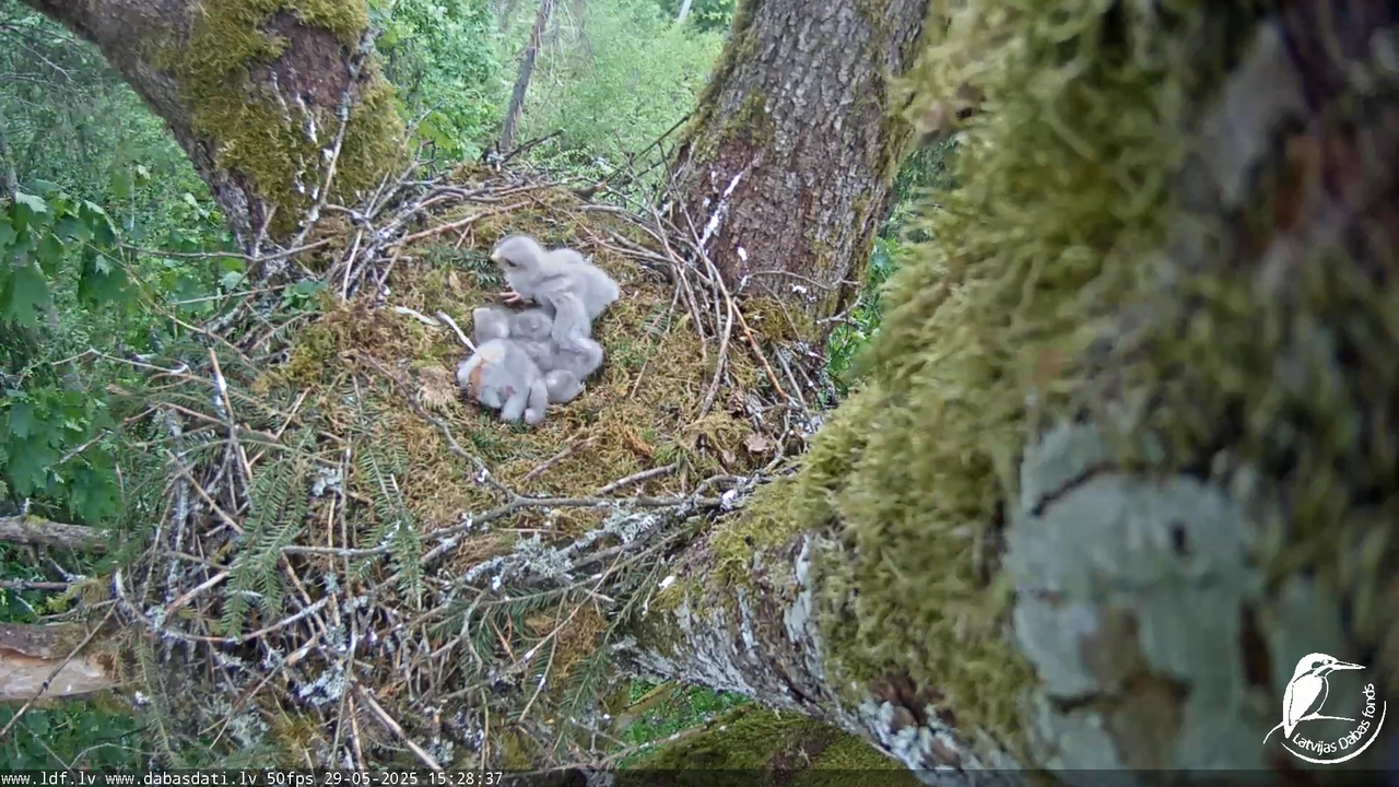Melnās klijas (Milvus migrans) Kurzemē_ peļu klijāni (Buteo buteo) 12-3-27 screenshot