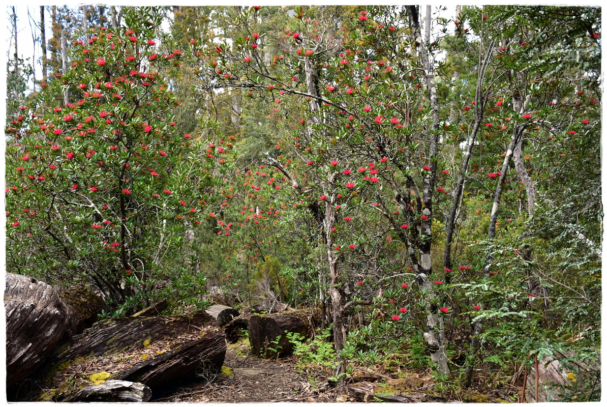 Lake St Clair National Park - Australia (II): Recorriendo Tasmania (13)